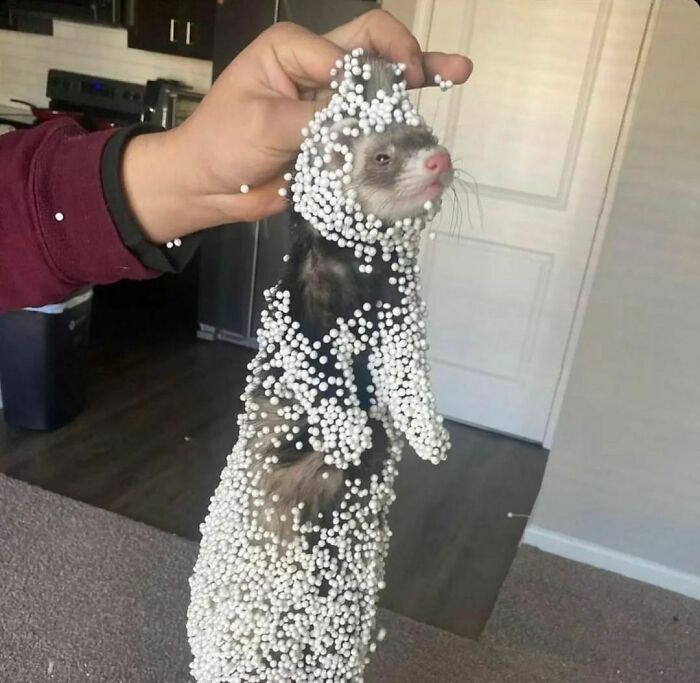 Animals-Going-Goblin-Mode