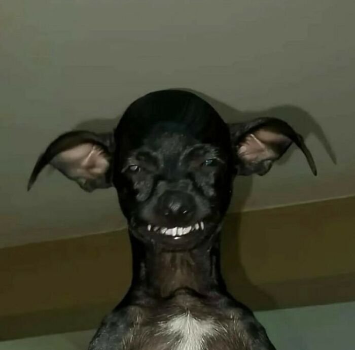 Animals-Going-Goblin-Mode