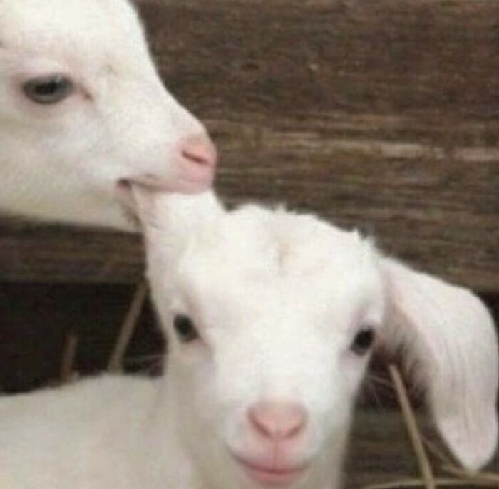 Animals-Going-Goblin-Mode