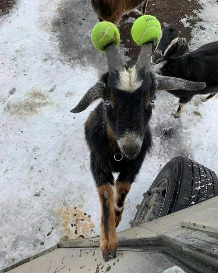 Goat with tennis balls on its horns standing on snowy ground among other goats, amusing and intriguing photo.
