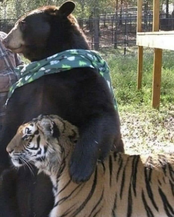 Animals-Going-Goblin-Mode