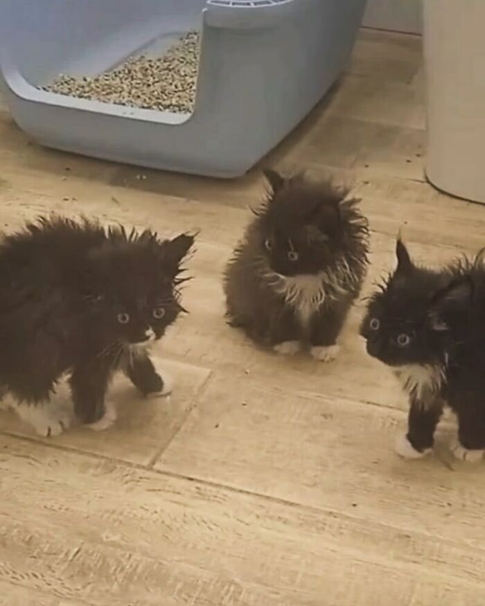 Animals-Going-Goblin-Mode