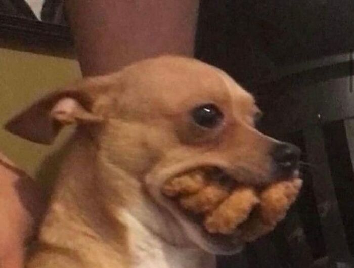 Animals-Going-Goblin-Mode