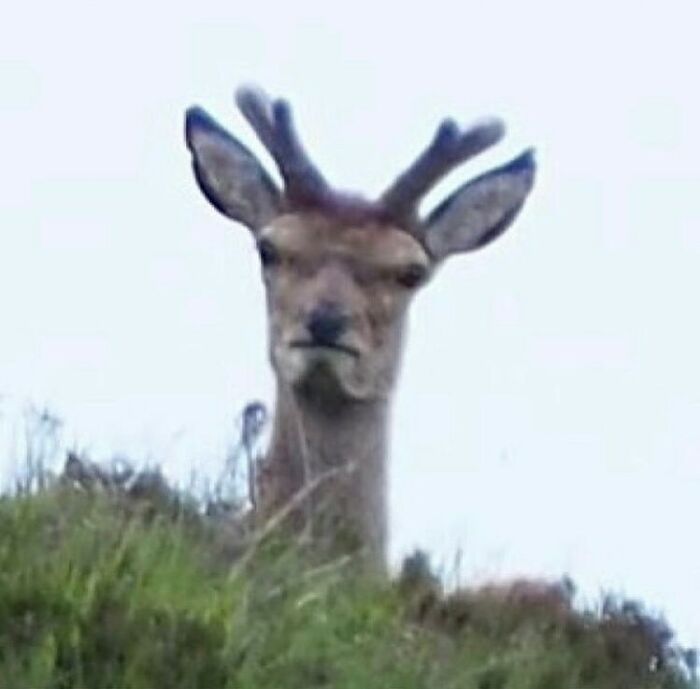 Animals-Going-Goblin-Mode