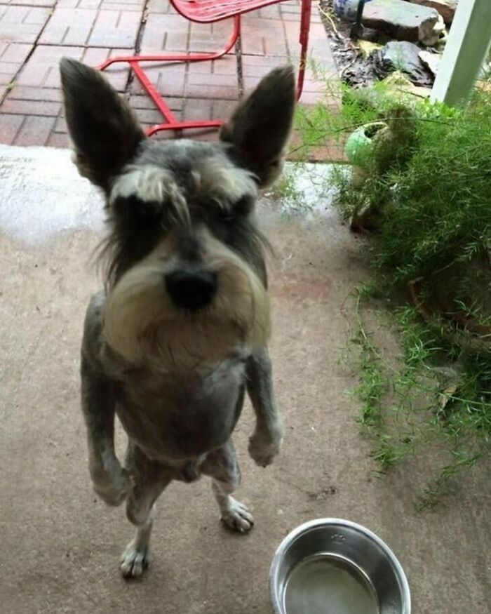 Animals-Going-Goblin-Mode