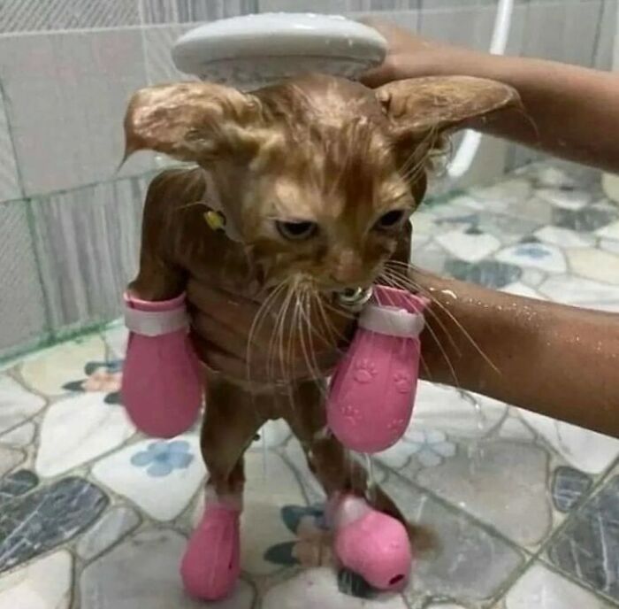 Animals-Going-Goblin-Mode