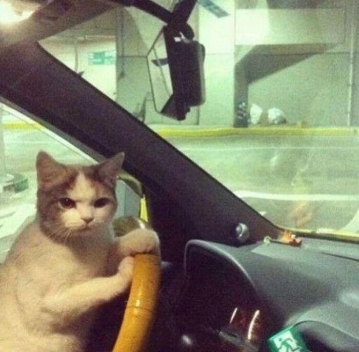 Animals-Going-Goblin-Mode