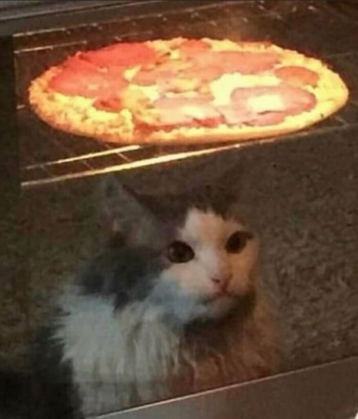 Animals-Going-Goblin-Mode