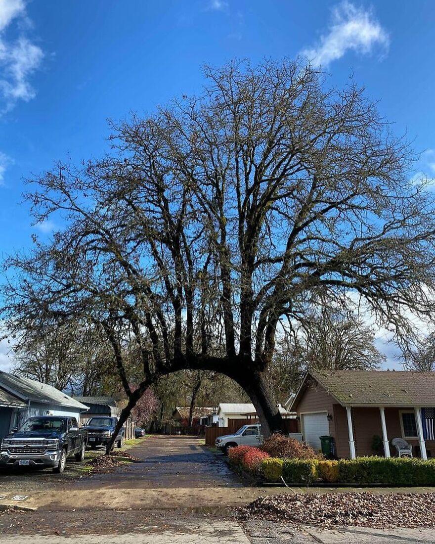This Tree Has Grown Across The Driveway And Sprouted More Trees On Top