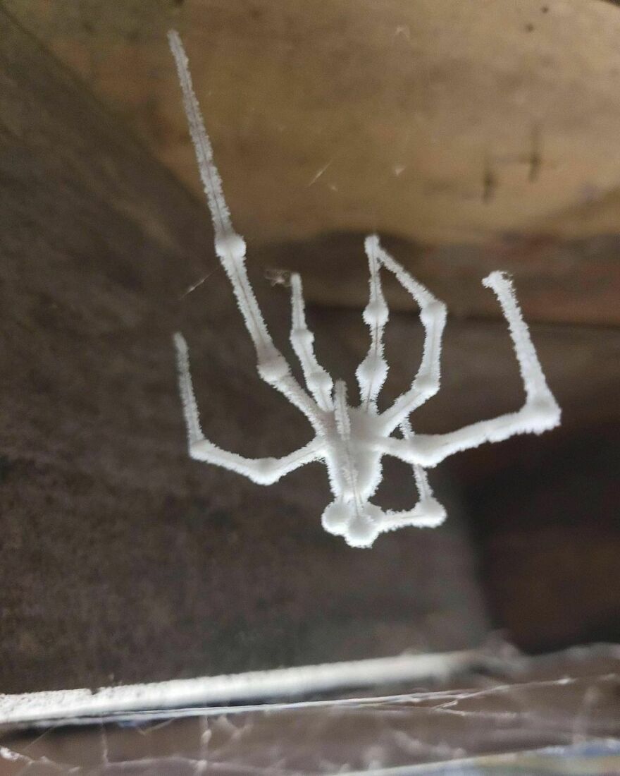 Spiders Infected With Fungus Look Like This