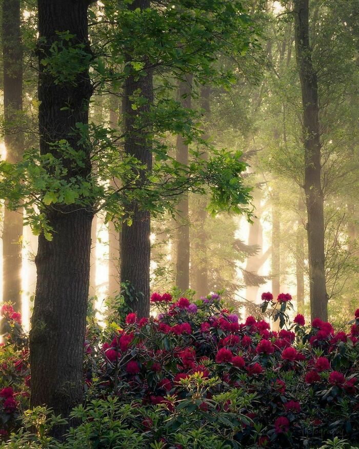 Beautiful-Netherlands-Pics