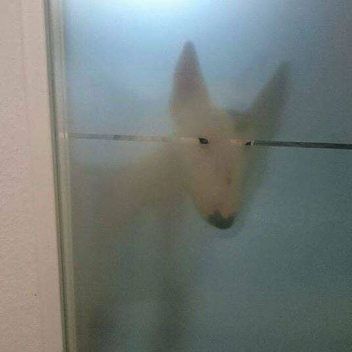 A blurry white dog with dark eyes and nose seen through a foggy glass in a cursed pic from Instagram memes.
