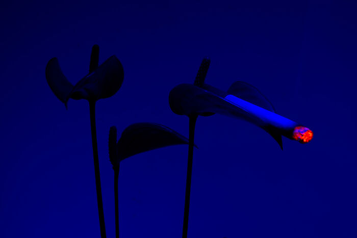 I Took 14 Photographs Of Flowers Smoking Cigarettes