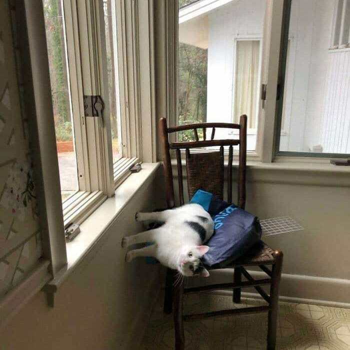 White and black cat lying awkwardly on a chair by a window, featured in cursed pics and memes from Instagram page.
