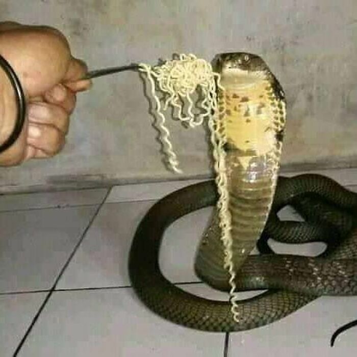 Hand holding fork with noodles next to a cobra snake, a cursed pic representing the most cursed pics and memes collection.
