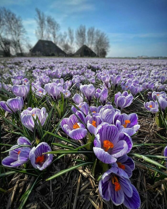 Beautiful-Netherlands-Pics