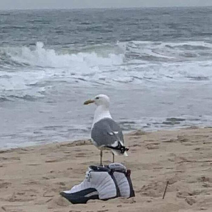 Seagull standing on a pair of sneakers on the beach with ocean waves in the background from cursed pics and memes.