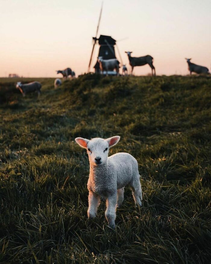 Beautiful-Netherlands-Pics