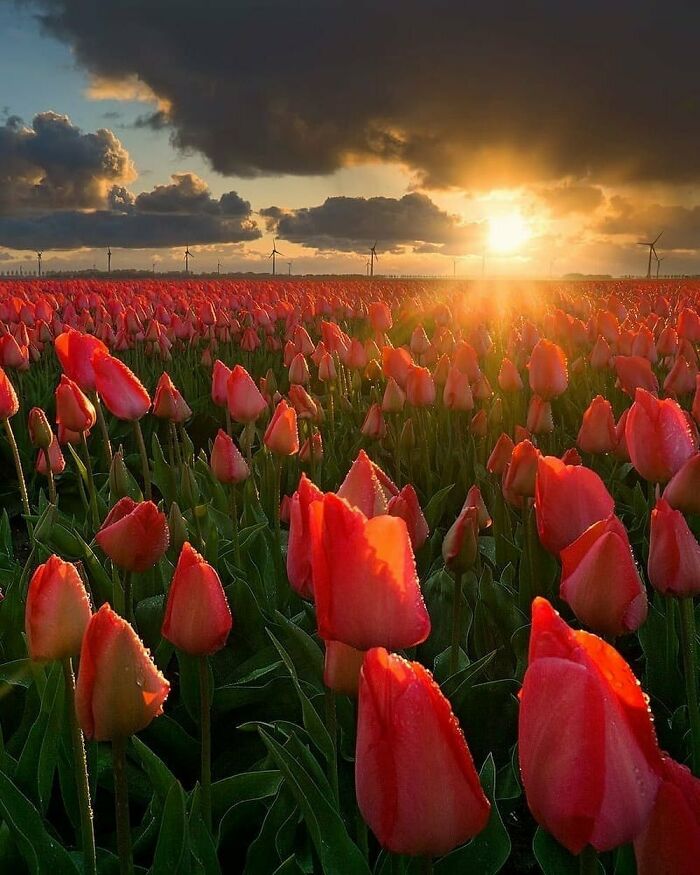 Beautiful-Netherlands-Pics