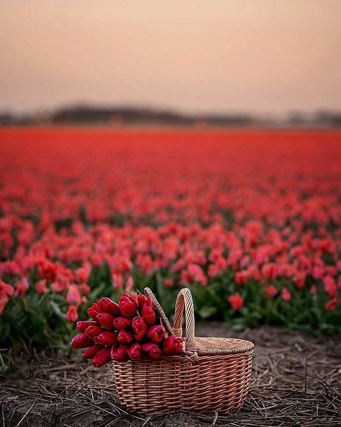 Beautiful-Netherlands-Pics