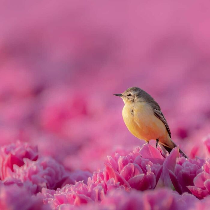 Beautiful-Netherlands-Pics