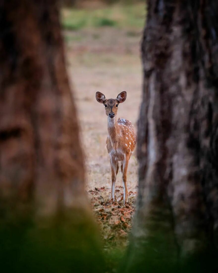 Capturing Wildlife's Essence: Ayush Singh's Visual Journey