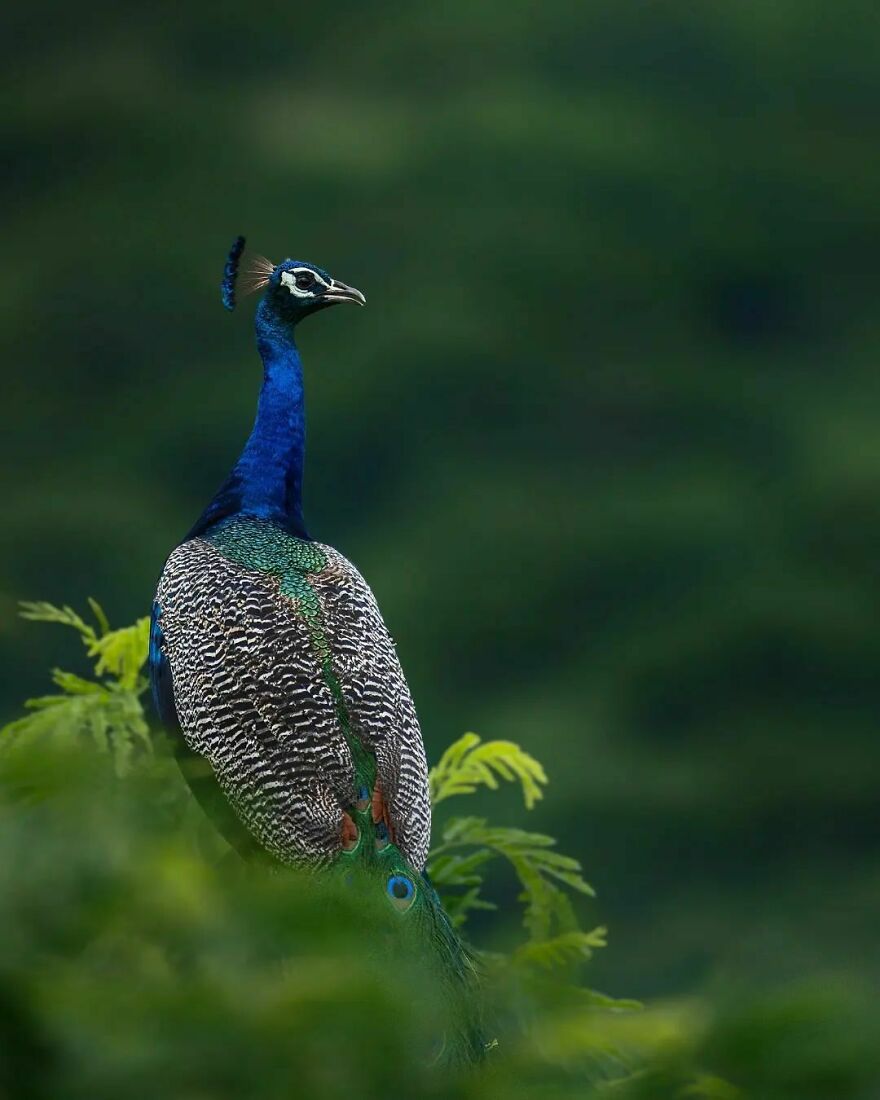 Capturing Wildlife's Essence: Ayush Singh's Visual Journey
