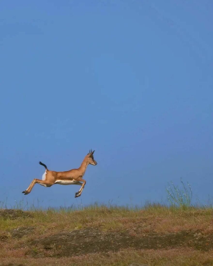 Capturing Wildlife's Essence: Ayush Singh's Visual Journey