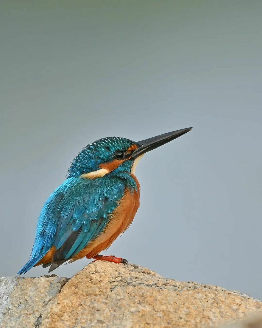 Capturing Wildlife's Essence: Ayush Singh's Visual Journey