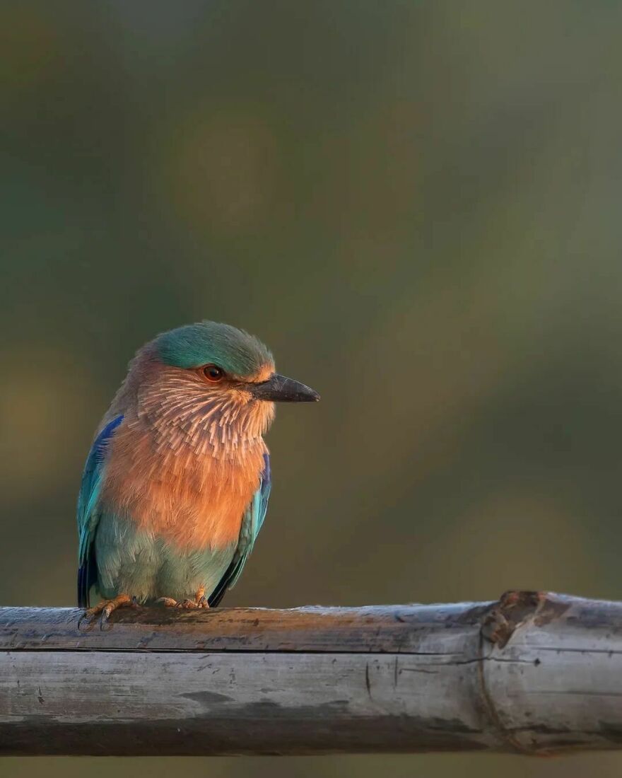 Capturing Wildlife's Essence: Ayush Singh's Visual Journey