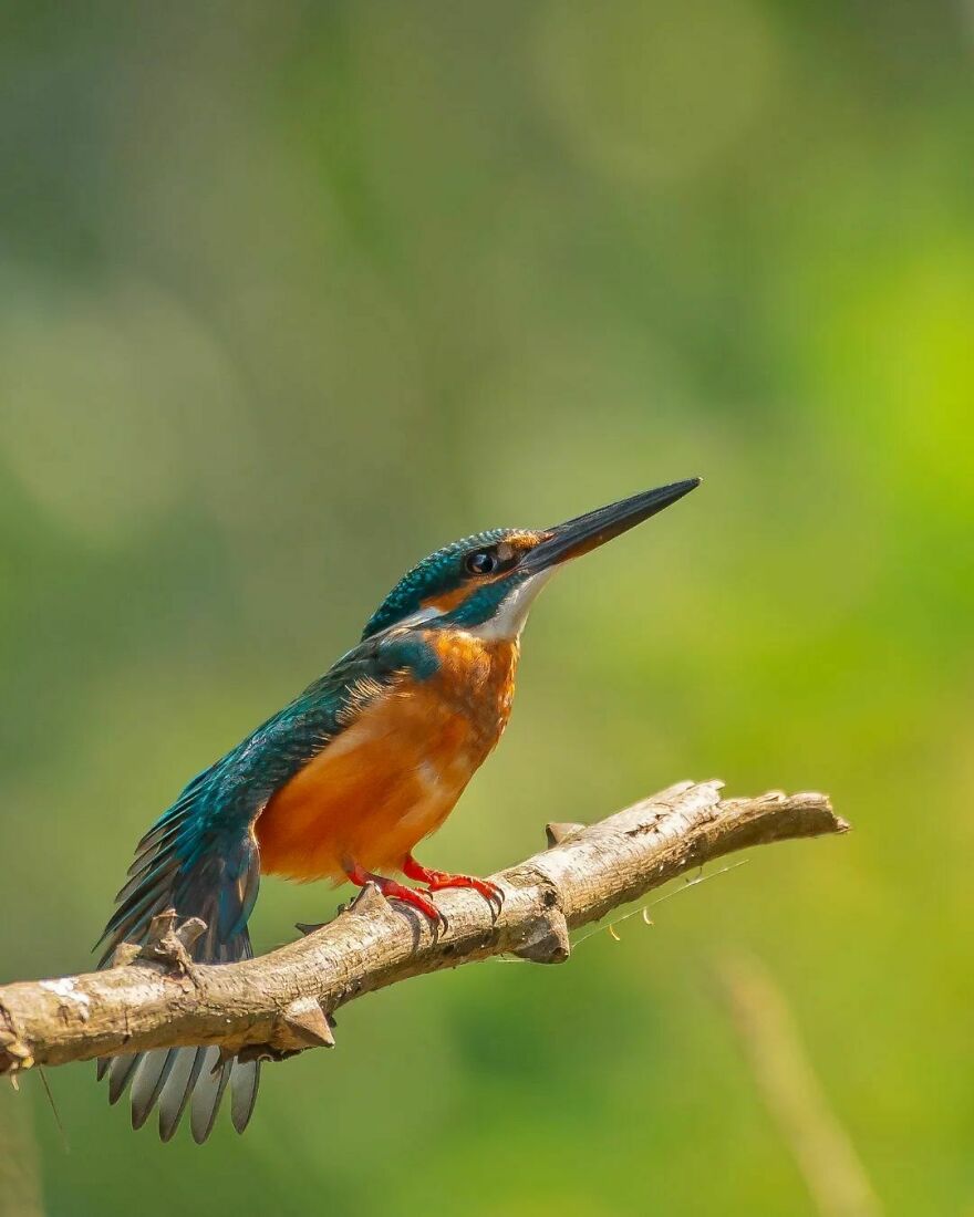 Capturing Wildlife's Essence: Ayush Singh's Visual Journey