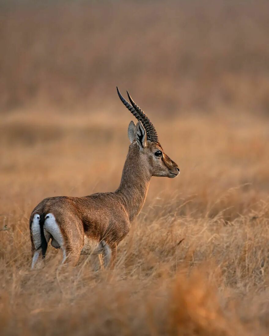 Capturing Wildlife's Essence: Ayush Singh's Visual Journey