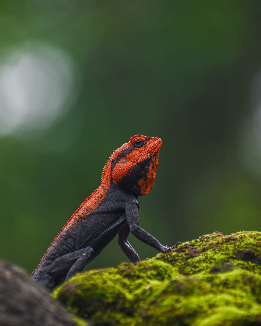 Capturing Wildlife's Essence: Ayush Singh's Visual Journey