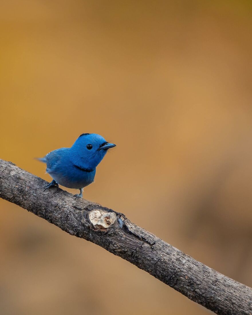 Capturing Wildlife's Essence: Ayush Singh's Visual Journey
