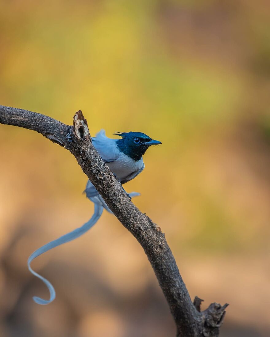 Capturing Wildlife's Essence: Ayush Singh's Visual Journey