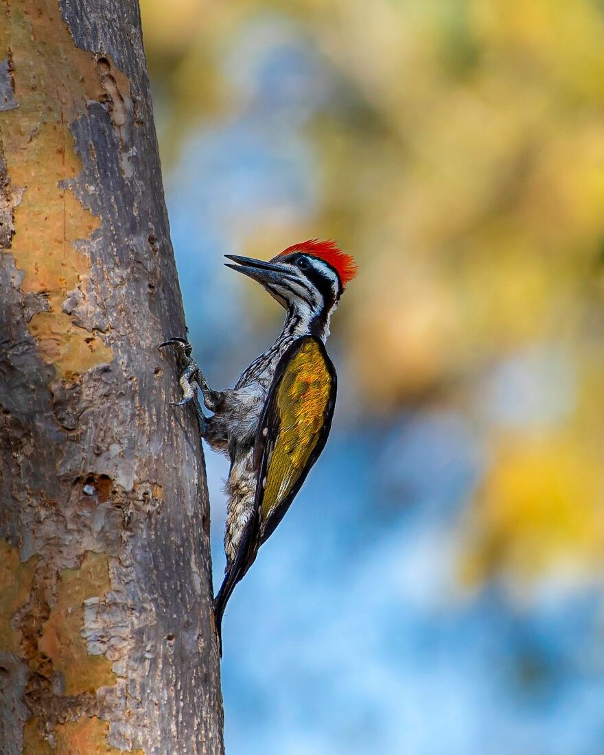 Capturing Wildlife's Essence: Ayush Singh's Visual Journey