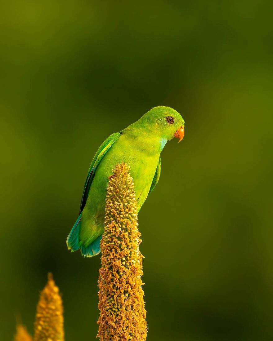 Capturing Wildlife's Essence: Ayush Singh's Visual Journey