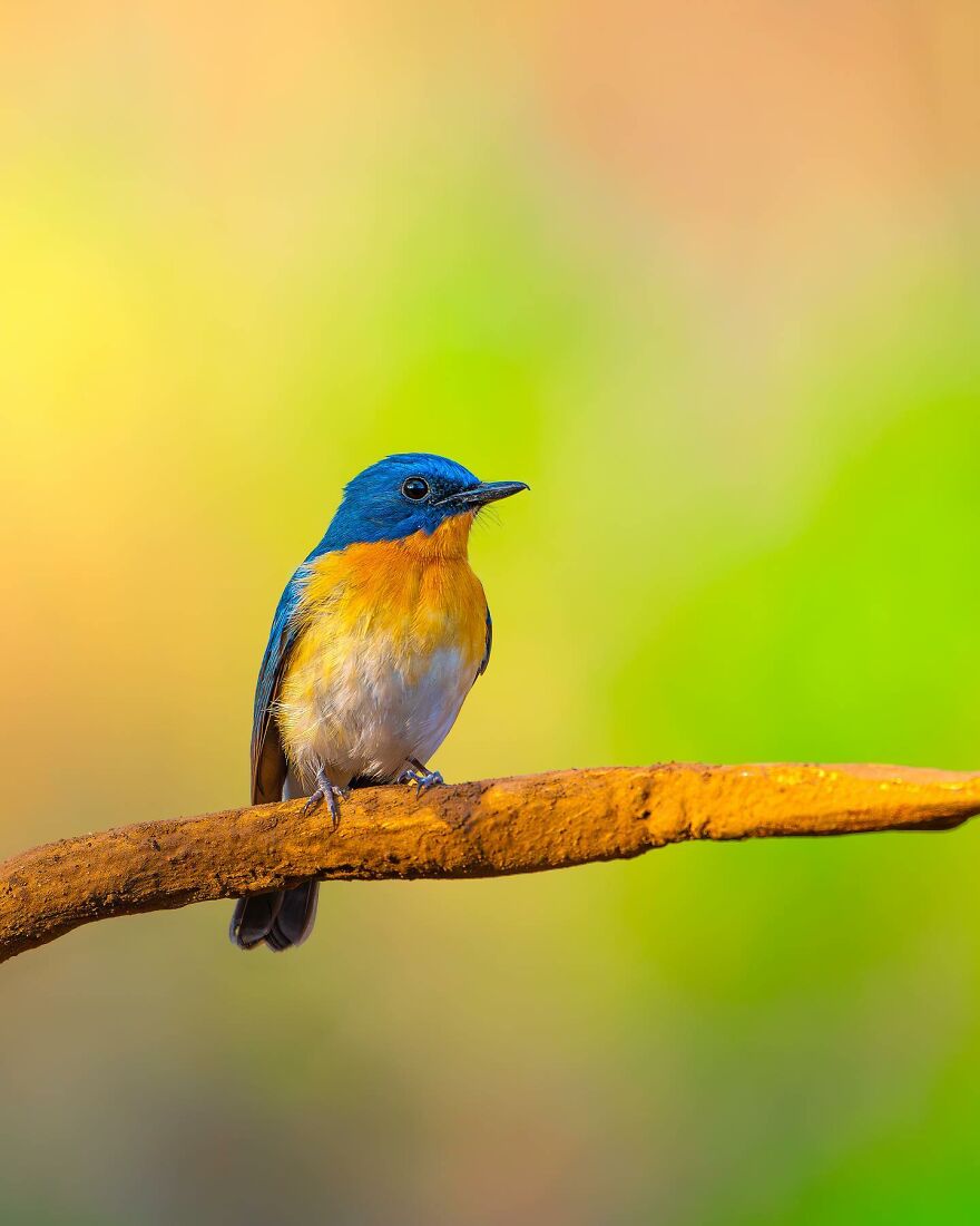 Capturing Wildlife's Essence: Ayush Singh's Visual Journey