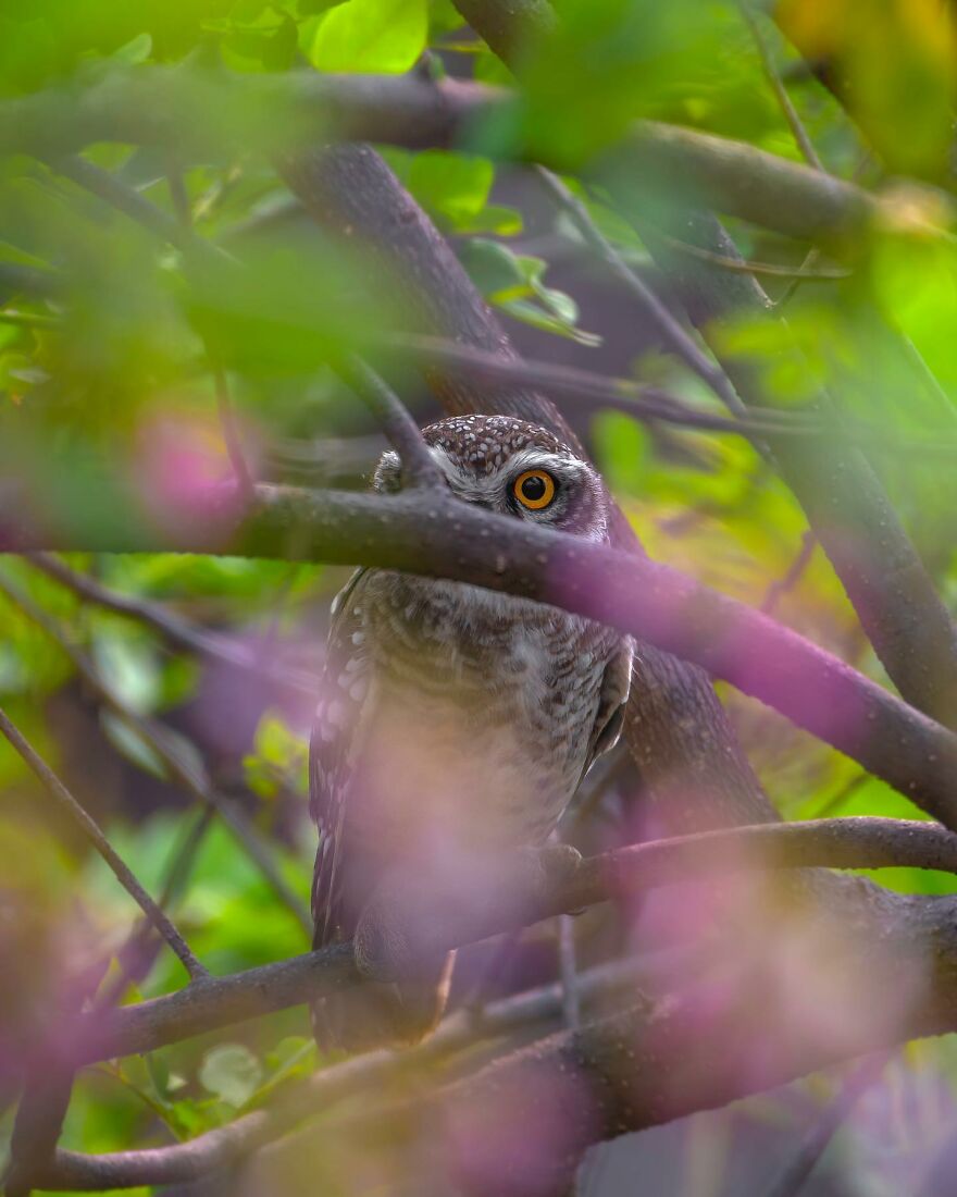 Capturing Wildlife's Essence: Ayush Singh's Visual Journey