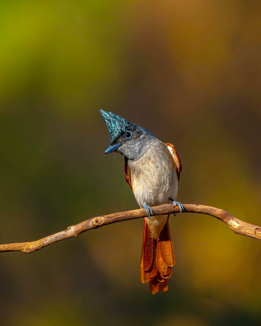 Capturing Wildlife's Essence: Ayush Singh's Visual Journey