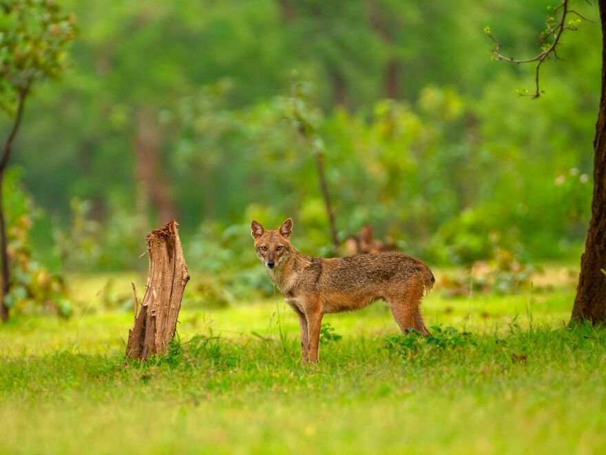 Capturing Wildlife's Essence: Ayush Singh's Visual Journey