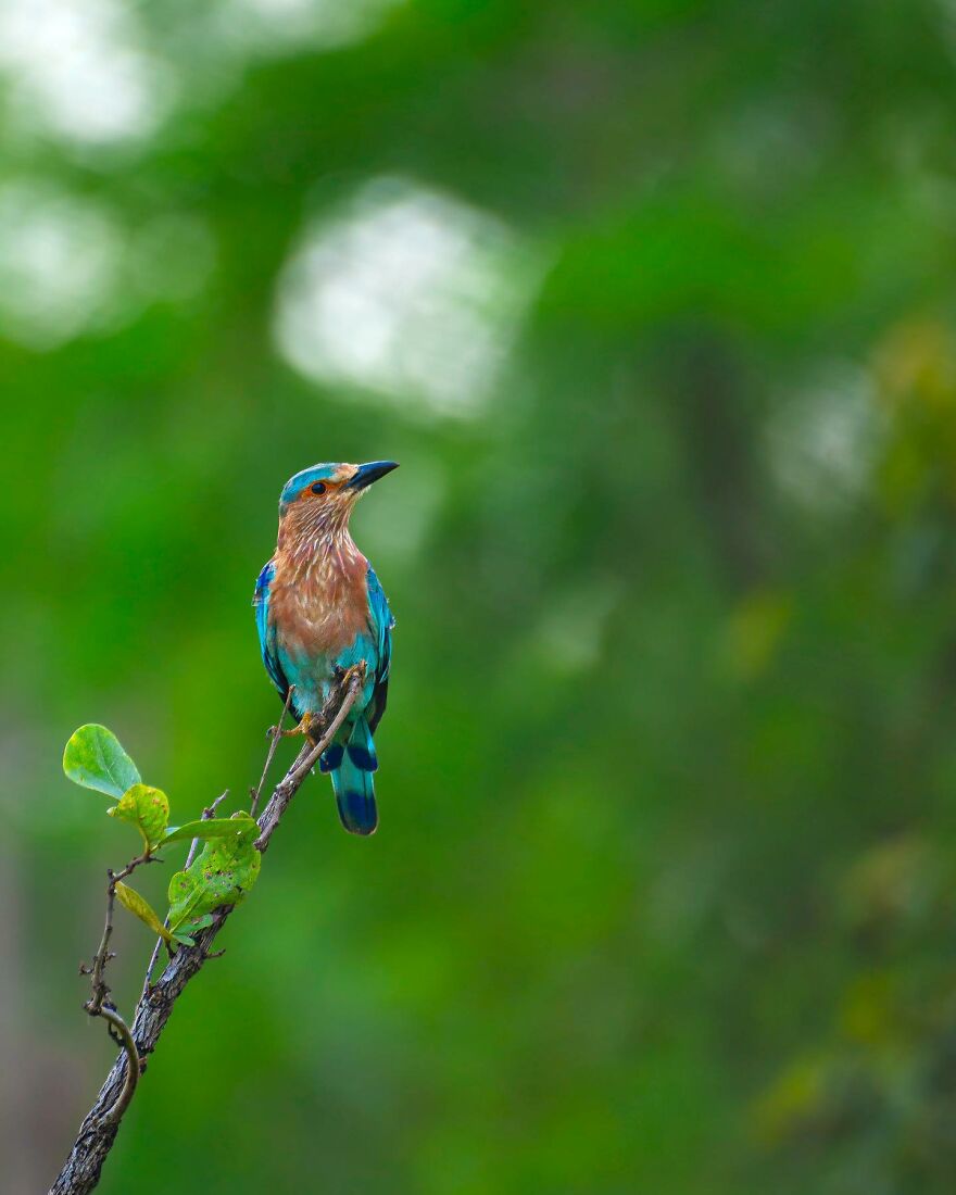 Capturing Wildlife's Essence: Ayush Singh's Visual Journey