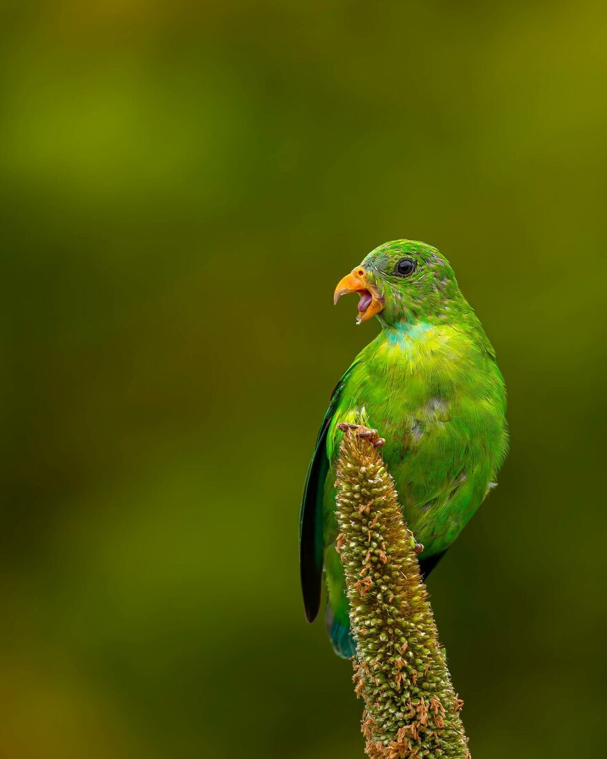 Capturing Wildlife's Essence: Ayush Singh's Visual Journey