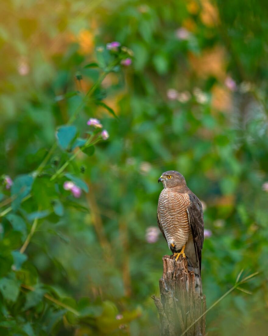 Capturing Wildlife's Essence: Ayush Singh's Visual Journey
