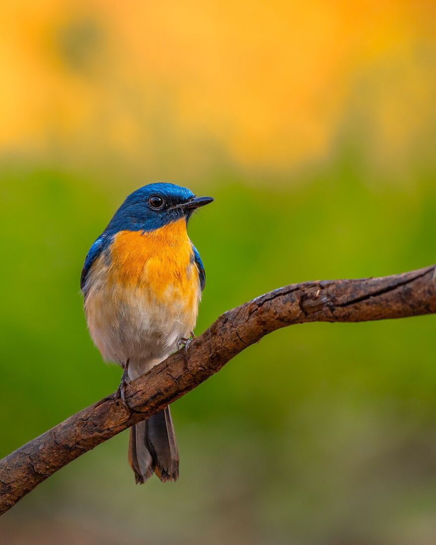 Capturing Wildlife's Essence: Ayush Singh's Visual Journey