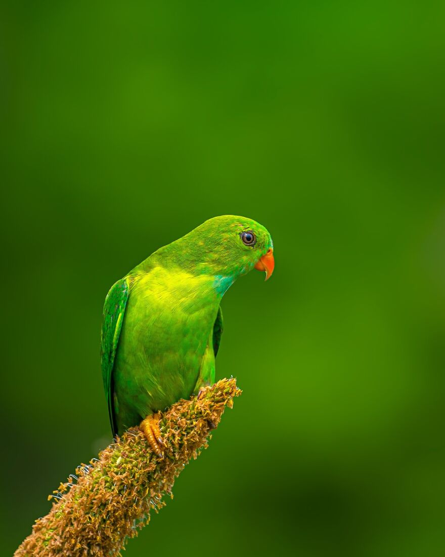 Capturing Wildlife's Essence: Ayush Singh's Visual Journey