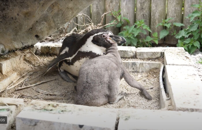11 Adorable Humboldt Penguin Chicks Are Melting Hearts All Over The Internet