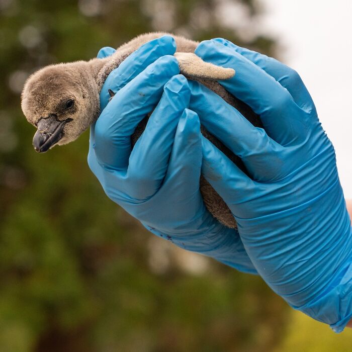 11 Adorable Humboldt Penguin Chicks Are Melting Hearts All Over The Internet
