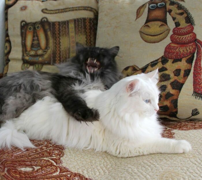 My Cross Stitch Cat Patterns