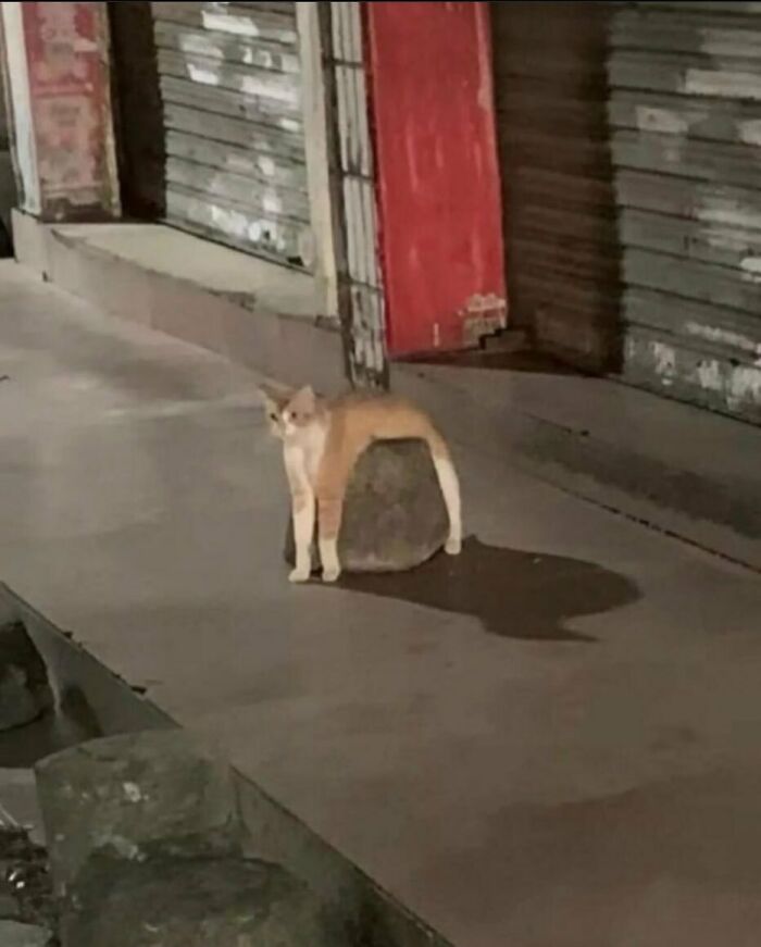 Animals-Going-Goblin-Mode